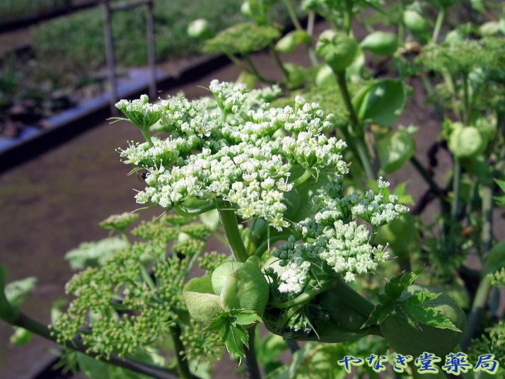 食品植物 健康茶 明日葉 あしたば アシタバについて やなぎ堂薬局