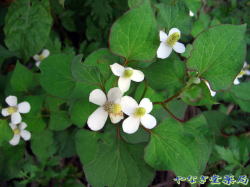 どくだみ、重薬ー花、葉