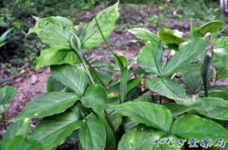 烏柄杓（カラスビャクシ）ー仏炎苞と花軸