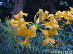 鍾馗水仙（ショウキズイセン）ー花