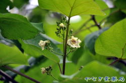 木大角豆（きささげ）ー花