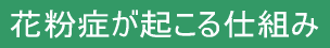 花粉症が起こる仕組み