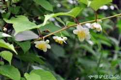 又度（マタタビ）ー花