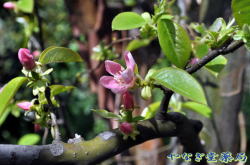 花梨（カリン）ー花