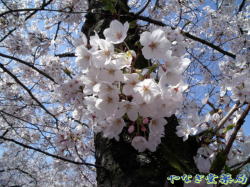 山桜（ヤマザクラ）ー花