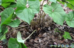 薄葉細辛（ウスバサイシン）ー花、葉