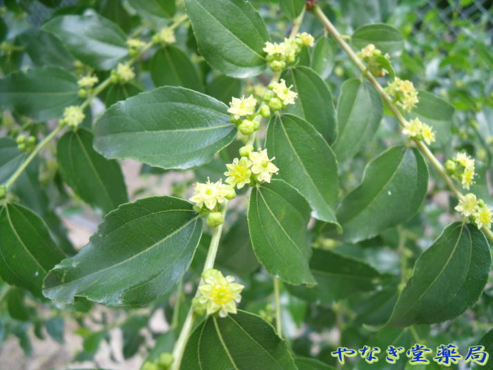 薬用植物 生薬 薬草 健康茶 大棗 たいそう タイソウ 棗 なつめ ナツメについて やなぎ堂薬局